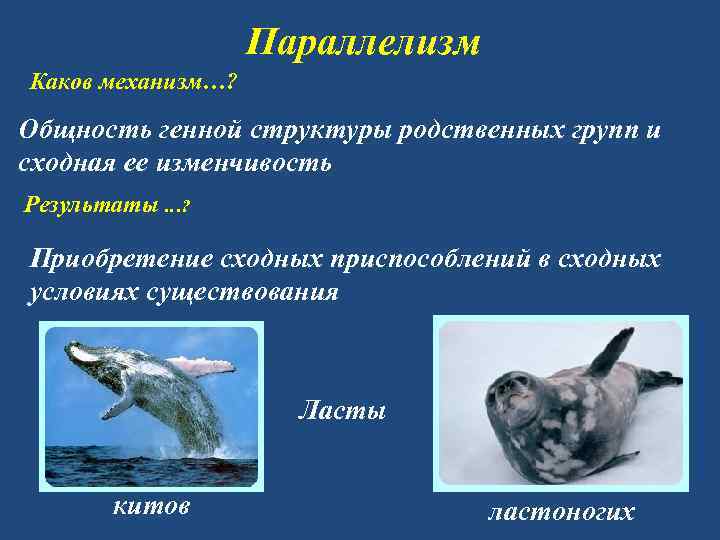     Параллелизм Каков механизм…?  Общность генной структуры родственных групп и
