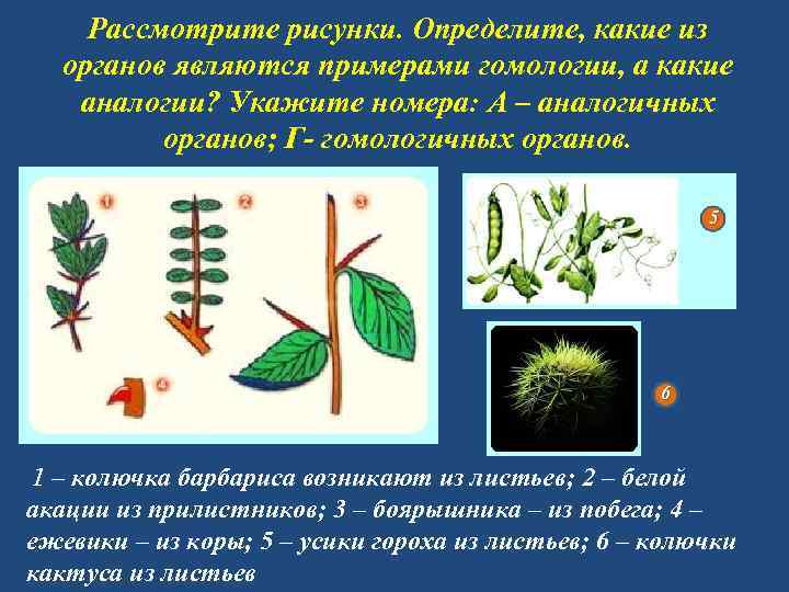 Рассмотрите рисунки используя материал учебника определите какие формы лишайников на них изображены