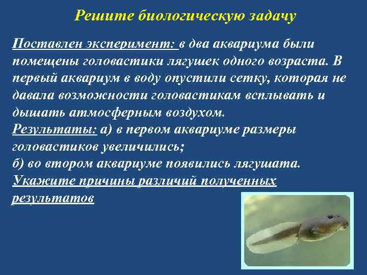 Биологические задачи. Стадии развития аквариума. Задачи биологический экспериментов. Стадии развития воды аквариума. Решите биологическую задачу.