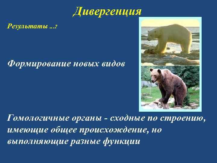     Дивергенция Результаты …? Формирование новых видов Гомологичные органы - сходные