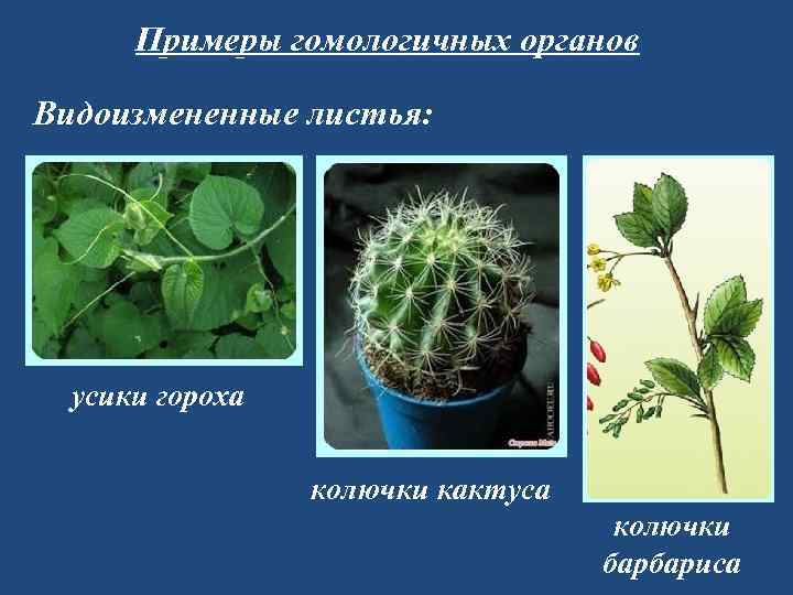  Примеры гомологичных органов Видоизмененные листья:  усики гороха    колючки кактуса