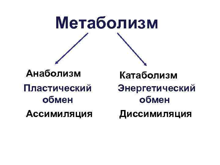 Метаболизм Анаболизм Катаболизм Пластический  Энергетический  обмен Ассимиляция  Диссимиляция 