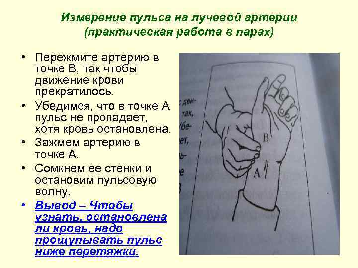  Измерение пульса на лучевой артерии   (практическая работа в парах)  •