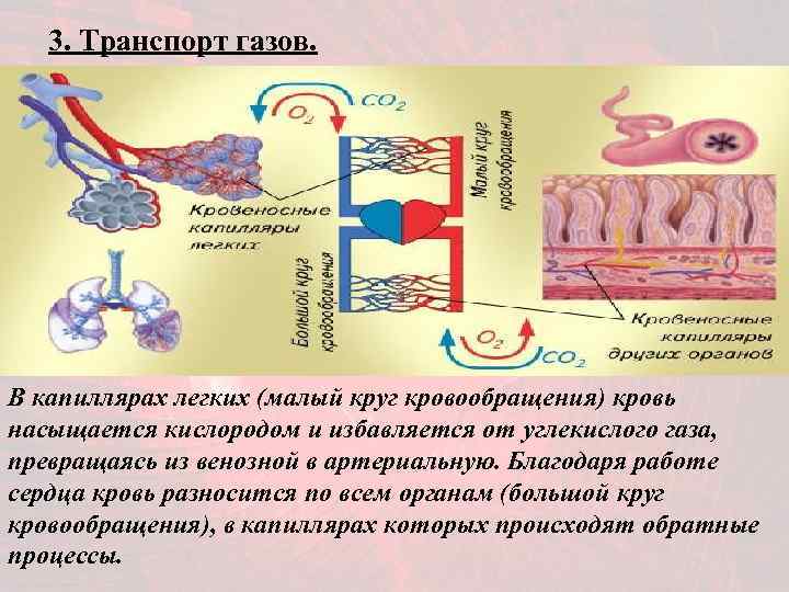   3. Транспорт газов. В капиллярах легких (малый круг кровообращения) кровь насыщается кислородом
