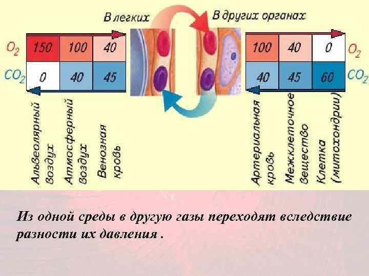 Из одной среды в другую газы переходят вследствие разности их давления. 