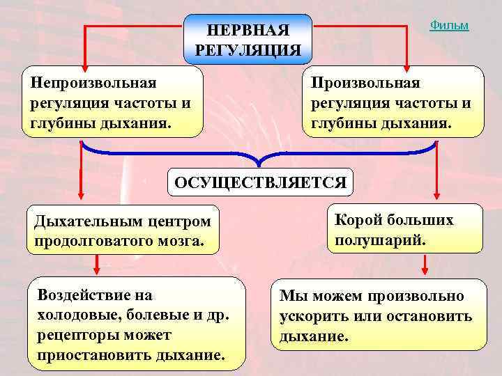     Фильм    НЕРВНАЯ    РЕГУЛЯЦИЯ Непроизвольная