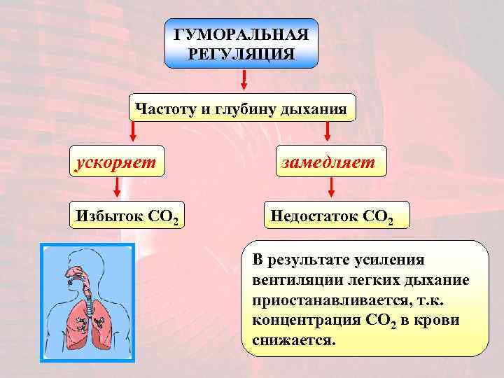 Гуморальная регуляция организма человека. Гуморальная регуляция осуществляется. Гуморальная регуляция через кровь. Гуморальная регуляция осуществляется с помощью. Регуляция частоты и глубины дыхания.