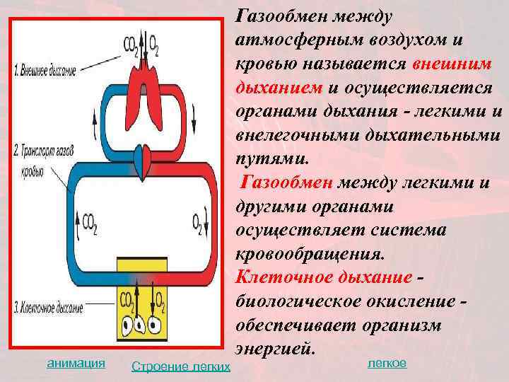      Газообмен между     атмосферным воздухом и