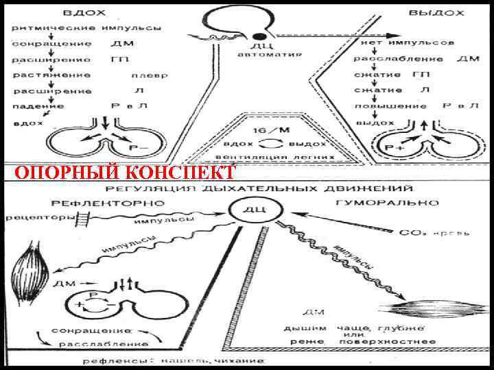 ОПОРНЫЙ КОНСПЕКТ 
