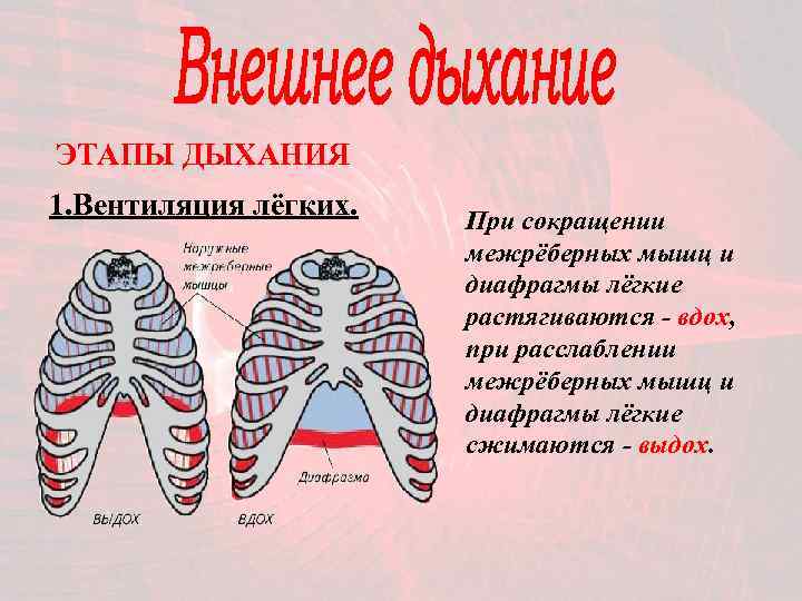 ЭТАПЫ ДЫХАНИЯ 1. Вентиляция лёгких.  При сокращении    межрёберных мышц и