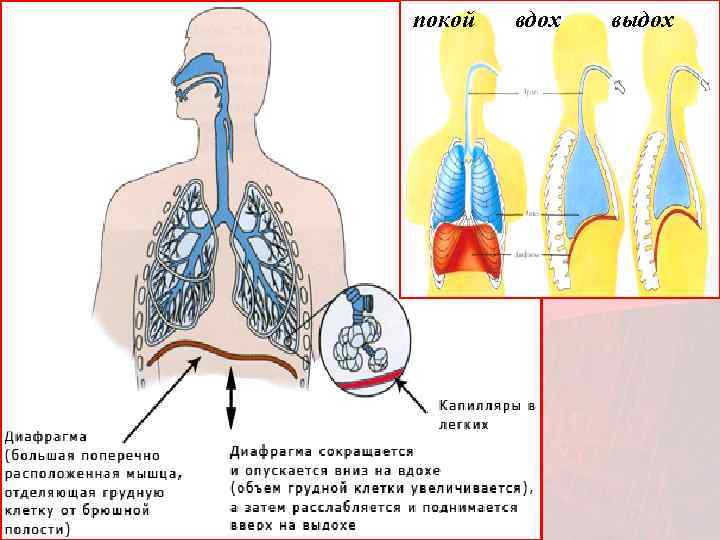 покой  вдох  выдох 
