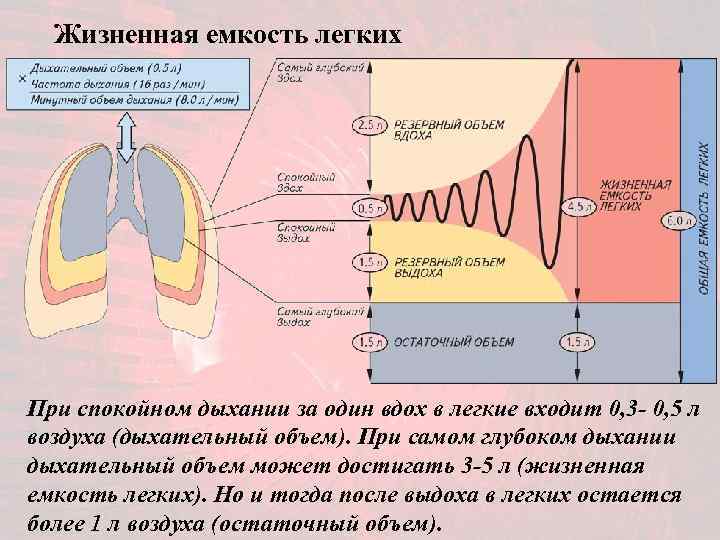  Жизненная емкость легких При спокойном дыхании за один вдох в легкие входит 0,