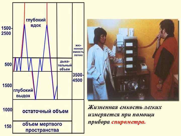 Жизненная емкость легких измеряется при помощи прибора спирометра. 