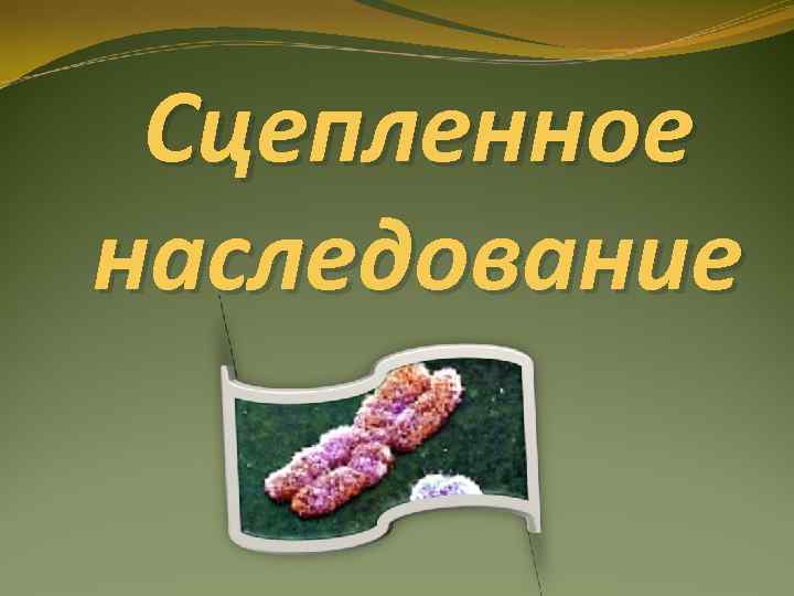  Сцепленное наследование 