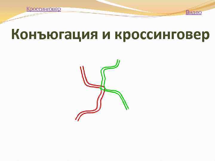  Кроссинговер     Видео  Конъюгация и кроссинговер 