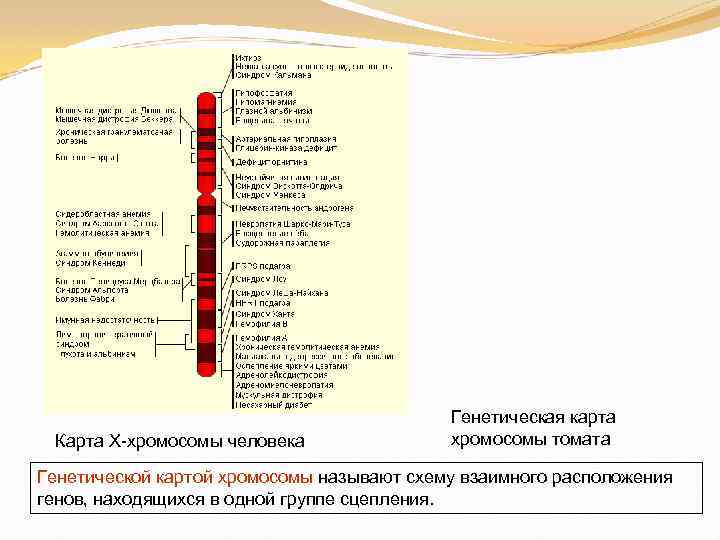 Генетическая карта это