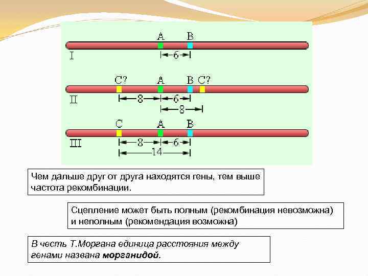 Чем дальше друг от друга находятся гены, тем выше частота рекомбинации.  Сцепление может