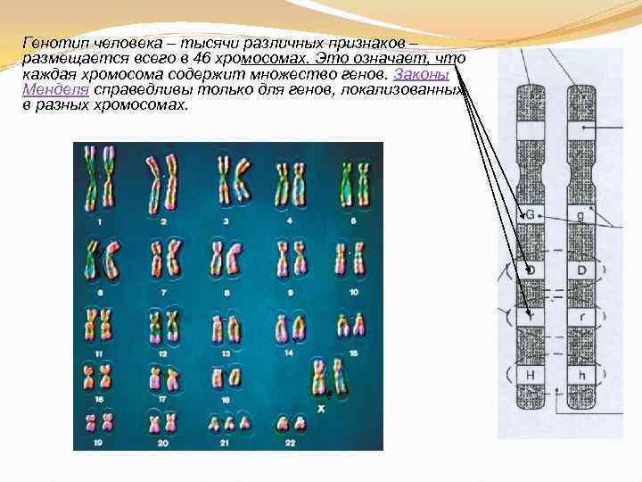 Генотип человека – тысячи различных признаков – размещается всего в 46 хромосомах. Это означает,