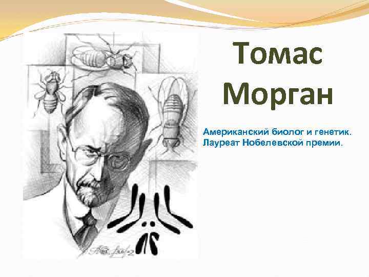   Томас  Морган Американский биолог и генетик. Лауреат Нобелевской премии. 