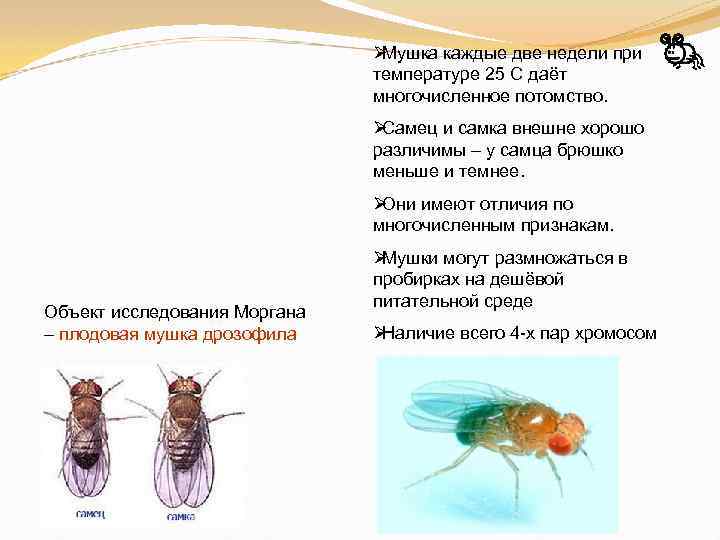      ØМушка каждые две недели при    