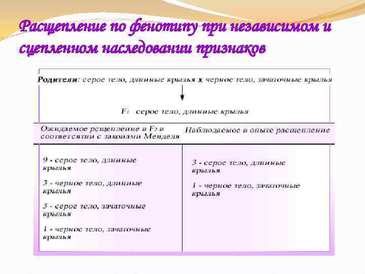 Расщепление по фенотипу при независимом и сцепленном наследовании признаков 