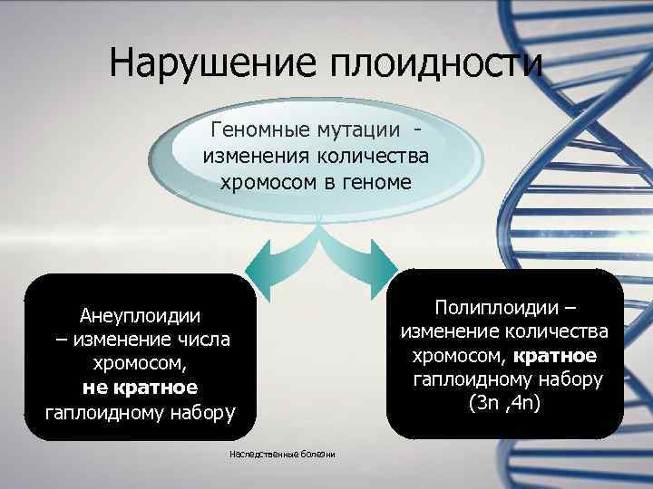  Нарушение плоидности    Геномные мутации -    изменения количества