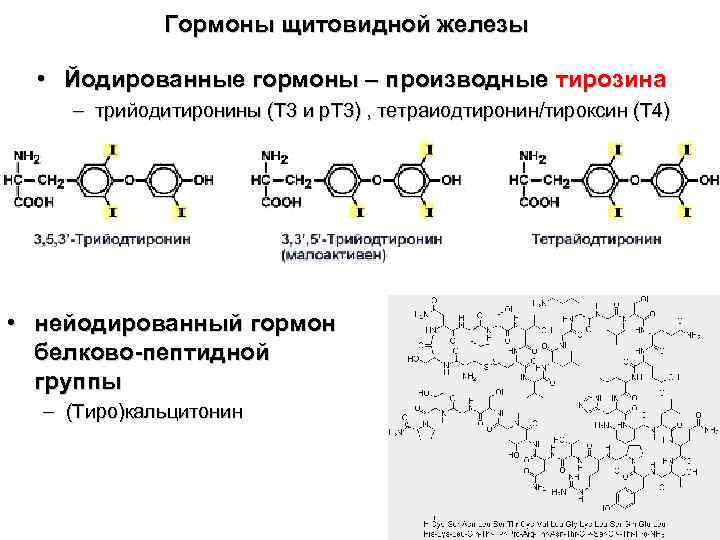    Гормоны щитовидной железы • Йодированные гормоны – производные тирозина – трийодитиронины