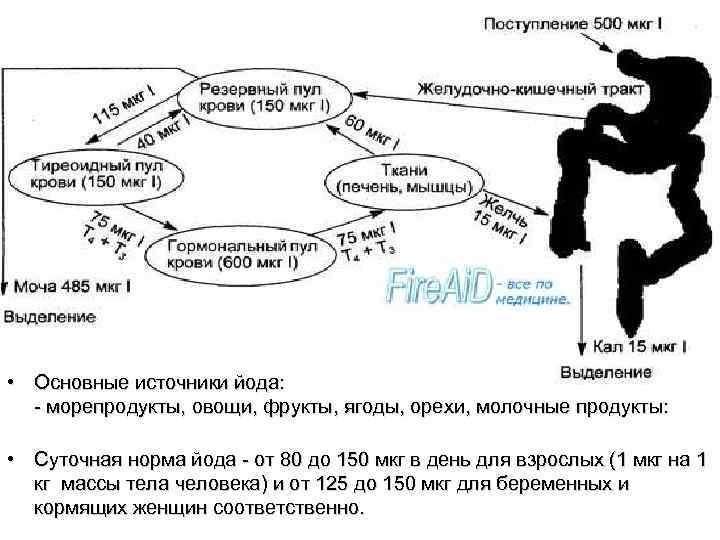  • Основные источники йода: - морепродукты, овощи, фрукты, ягоды, орехи, молочные продукты: •