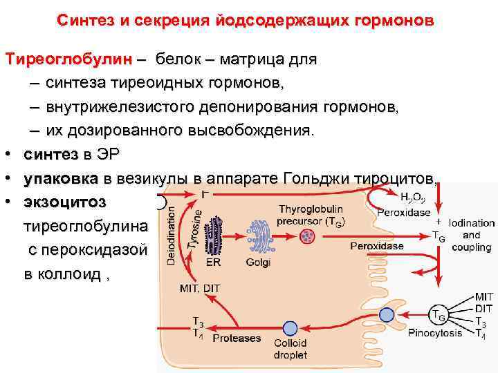  Синтез и секреция йодсодержащих гормонов Тиреоглобулин – белок – матрица для – синтеза