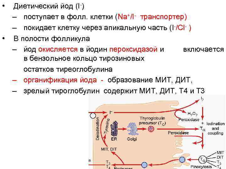  • Диетический йод (I-)  – поступает в фолл. клетки (Na+/I- транспортер) 