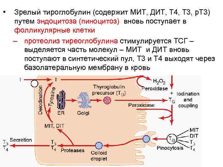  •  Зрелый тироглобулин (содержит МИТ, ДИТ, Т 4, Т 3, р. Т
