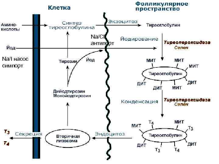    Na/Cl   антипорт Na/I насос симпорт 