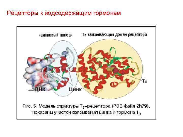 Рецепторы к йодсодержащим гормонам 