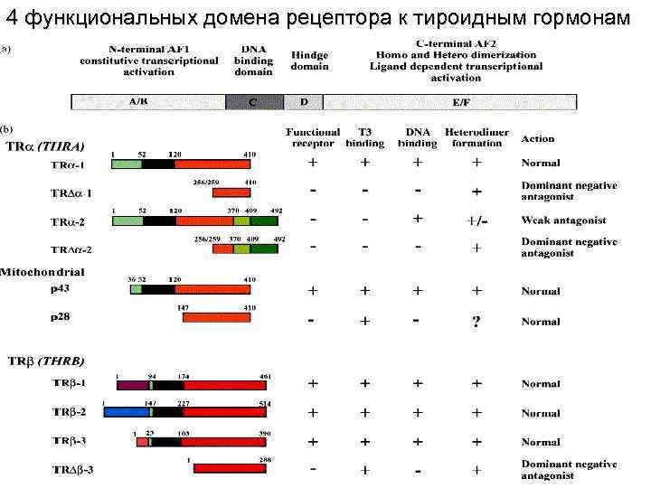 4 функциональных домена рецептора к тироидным гормонам 