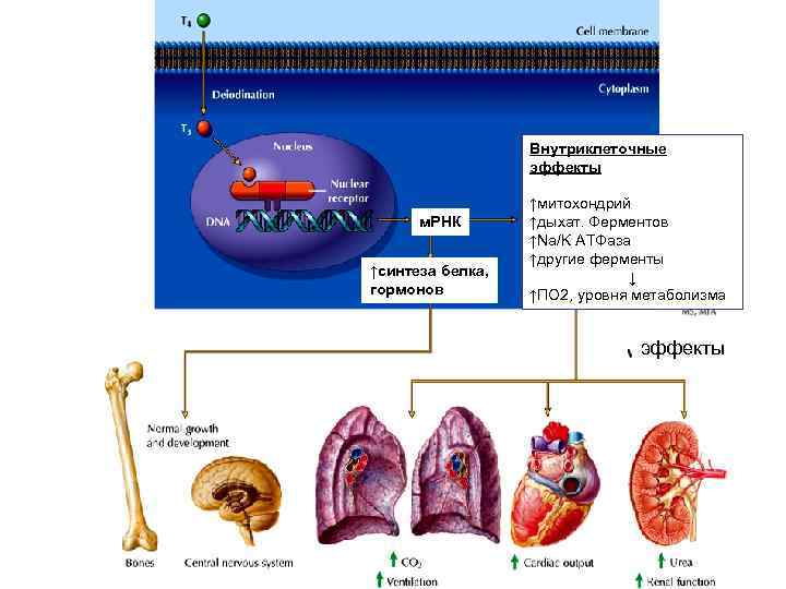    Внутриклеточные    эффекты    ↑митохондрий  м.