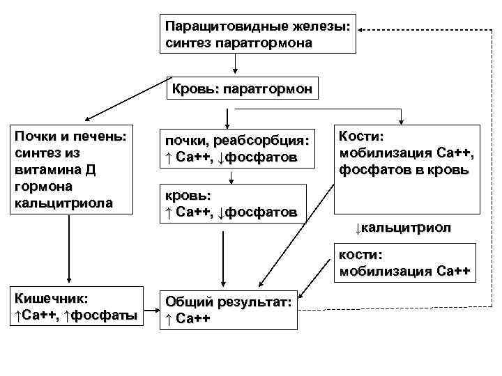    Паращитовидные железы:    синтез паратгормона    