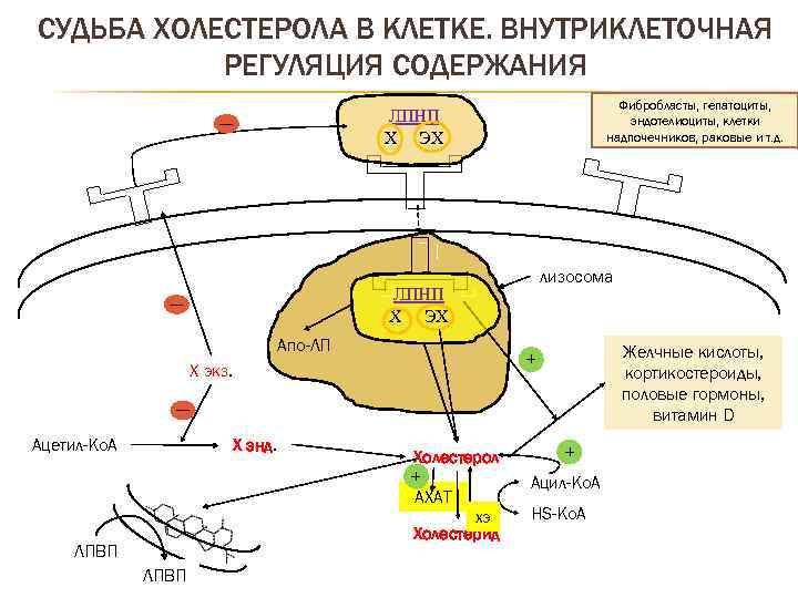 СУДЬБА ХОЛЕСТЕРОЛА В КЛЕТКЕ. ВНУТРИКЛЕТОЧНАЯ РЕГУЛЯЦИЯ СОДЕРЖАНИЯ Фибробласты, гепатоциты, эндотелиоциты, клетки надпочечников, раковые и