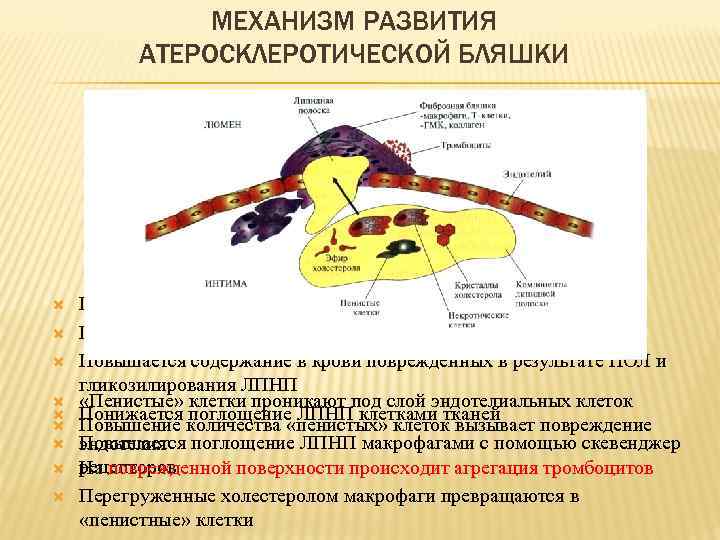 МЕХАНИЗМ РАЗВИТИЯ АТЕРОСКЛЕРОТИЧЕСКОЙ БЛЯШКИ Повышается содержание ЛПНП в крови Повышается время жизни ЛПНП Повышается