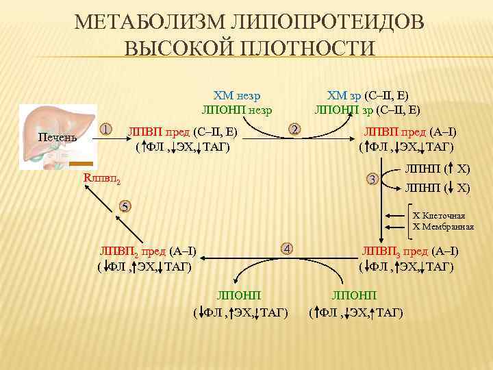 МЕТАБОЛИЗМ ЛИПОПРОТЕИДОВ ВЫСОКОЙ ПЛОТНОСТИ ХМ незр ЛПОНП незр Печень 1 ХМ зр (С–II, E)
