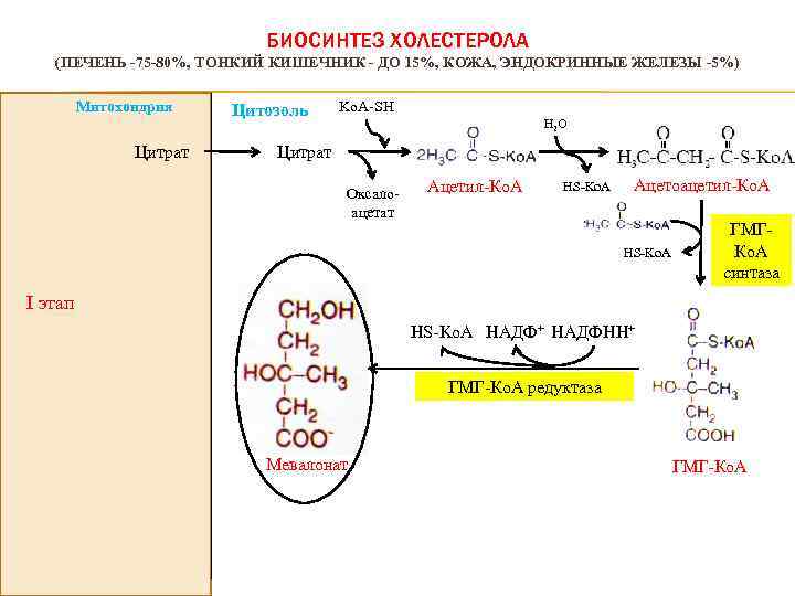 БИОСИНТЕЗ ХОЛЕСТЕРОЛА (ПЕЧЕНЬ -75 -80%, ТОНКИЙ КИШЕЧНИК - ДО 15%, КОЖА, ЭНДОКРИННЫЕ ЖЕЛЕЗЫ -5%)