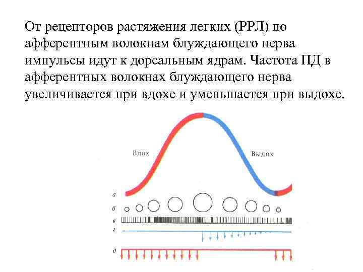 От рецепторов растяжения легких (РРЛ) по афферентным волокнам блуждающего нерва импульсы идут к дорсальным