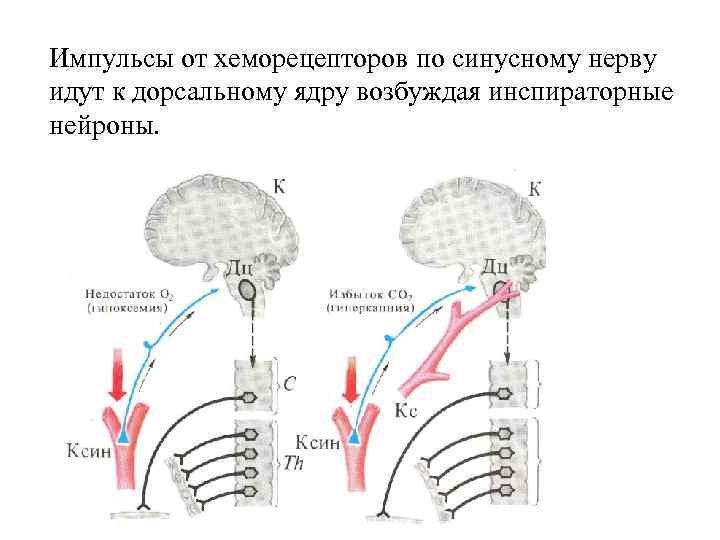 На рисунке изображена схема регуляции дыхания человека