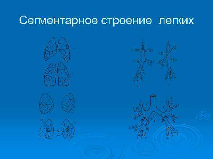 Сегментарное строение легких 