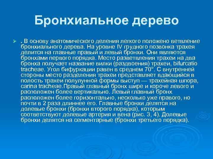   Бронхиальное дерево Ø . В основу анатомического деления легкого положено ветвление бронхиального