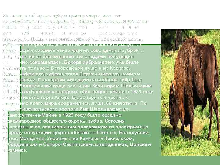      Распространение Изначальный ареал зубров распространялся от Пиренейского полуострова до