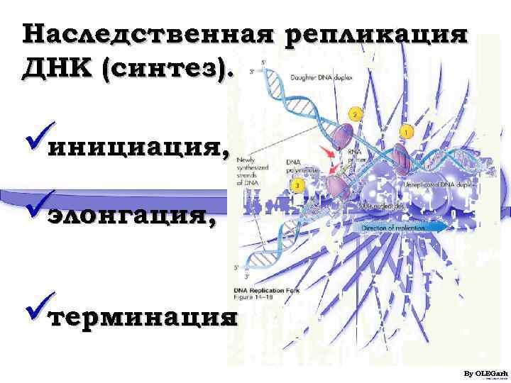 Наследственная репликация ДНК (синтез).  üинициация,  üэлонгация,  üтерминация   . 