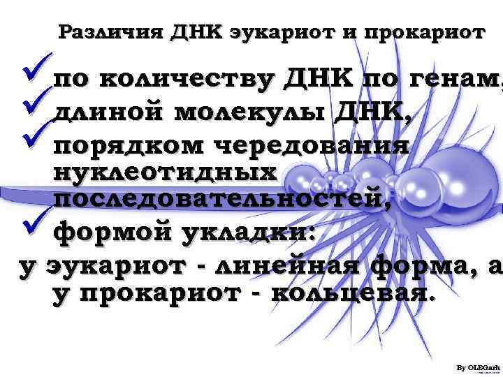   Различия ДНК эукариот и прокариот üпо количеству ДНК по генам, üдлиной молекулы