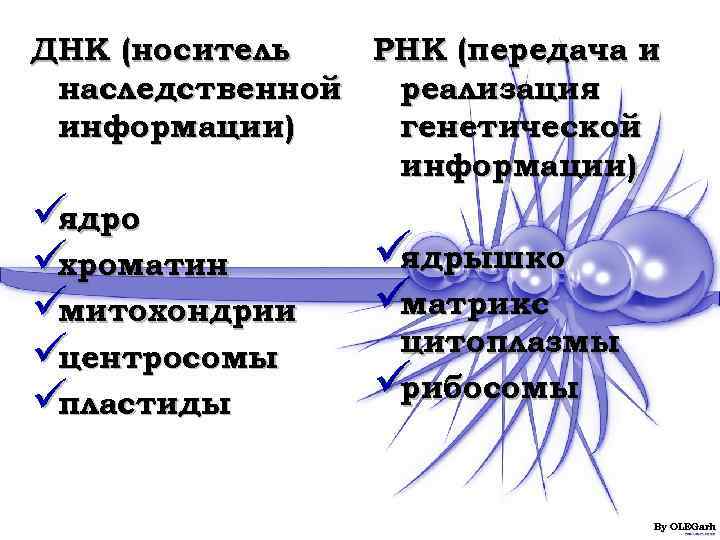 ДНК (носитель  РНК (передача и наследственной реализация информации) генетической   информации) üядро