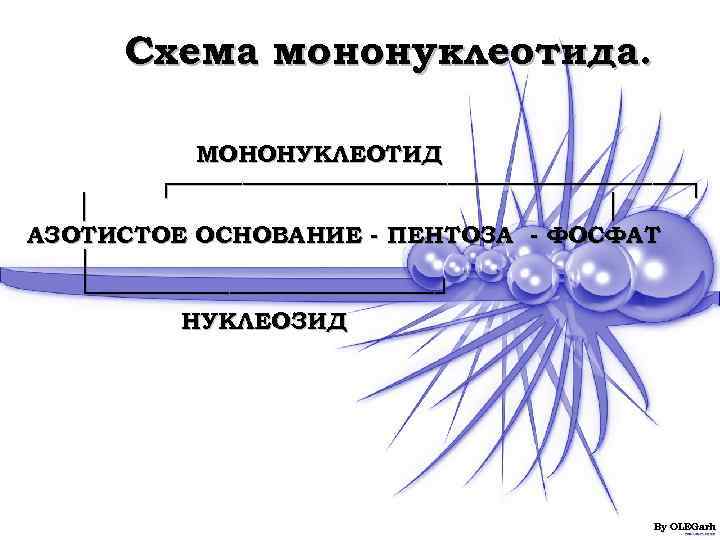 Схема мононуклеотида.   МОНОНУКЛЕОТИД   ┌───────────────┐  │   