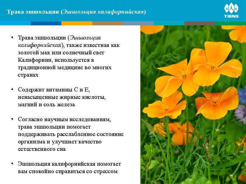 Трава эшшольции (Эшшольция калифорнийская) ZINC and its influence on human body  • Трава